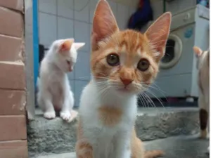 Gato raça SRD-ViraLata idade 2 a 6 meses nome Sem nome 01 