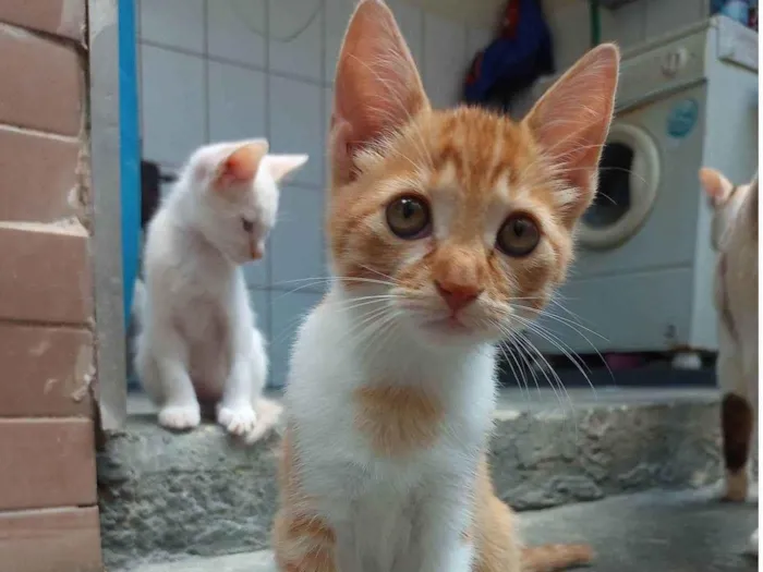 Gato ra a SRD-ViraLata idade 2 a 6 meses nome Sem nome 01 