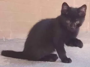 Gato raça SRD-ViraLata idade 2 a 6 meses nome Sem nome 02