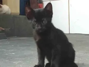 Gato raça SRD-ViraLata idade 2 a 6 meses nome Sem nome 03