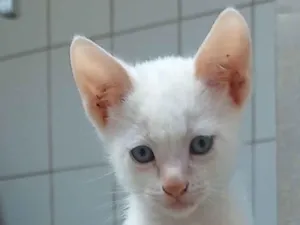 Gato raça SRD-ViraLata idade 2 a 6 meses nome Sem nome 05