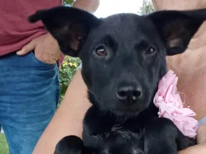 Cachorro raça SRD = TODAS AS RAÇAS idade 2 a 6 meses nome Pretinha Castillo