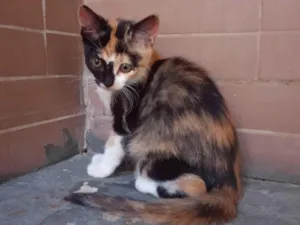 Gato raça SRD-ViraLata idade 7 a 11 meses nome Sem nome 07