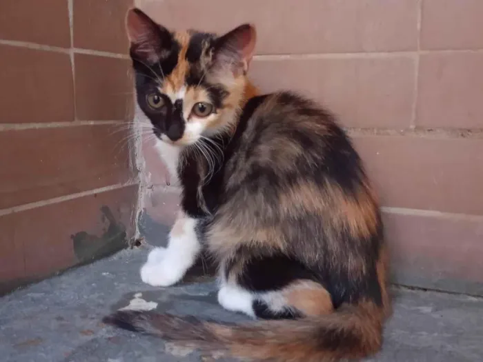 Gato ra a SRD-ViraLata idade 7 a 11 meses nome Sem nome 07
