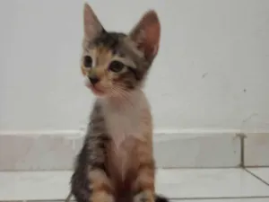 Gato raça SRD-ViraLata idade 7 a 11 meses nome Sem nome 08