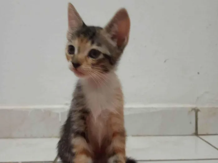Gato ra a SRD-ViraLata idade 7 a 11 meses nome Sem nome 08