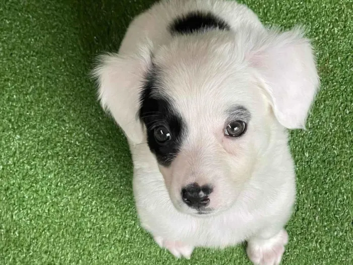 Cachorro ra a SRD-ViraLata idade 2 a 6 meses nome Bella