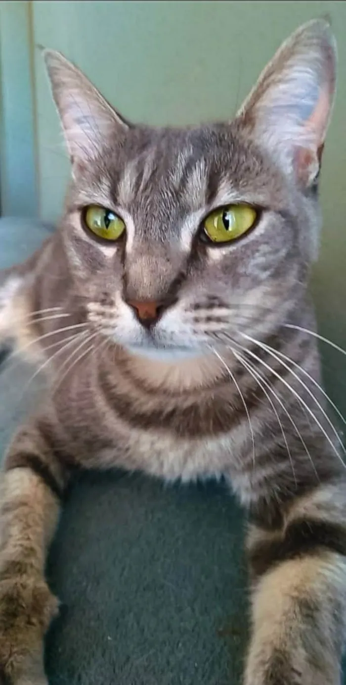 Gato ra a srd tigradinha  idade 2 anos nome ADELLY