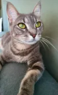 ADELLY