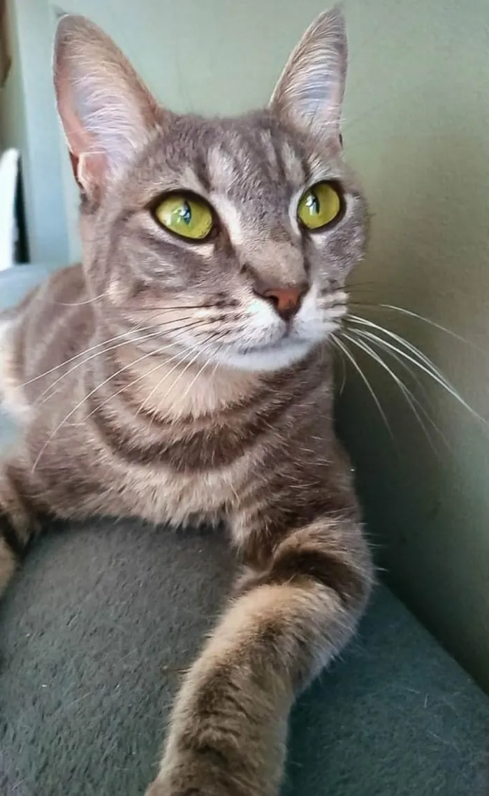 Gato ra a srd tigradinha  idade 2 anos nome ADELLY
