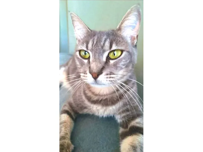 Gato ra a srd tigradinha  idade 2 anos nome ADELLY