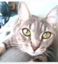 ADELLY