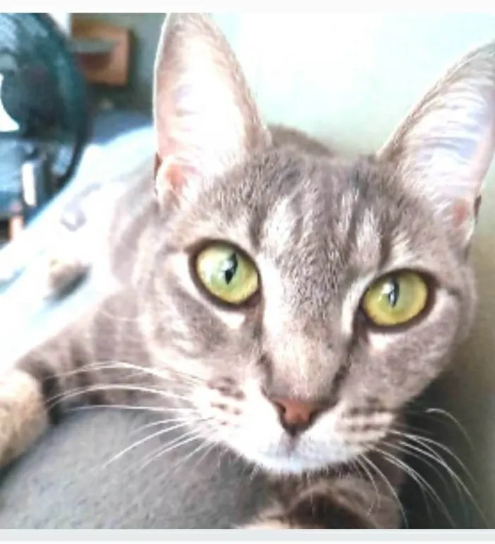Gato ra a srd tigradinha  idade 2 anos nome ADELLY