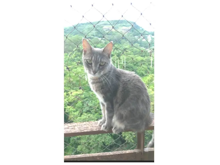 Gato ra a srd tigradinha  idade 2 anos nome ADELLY