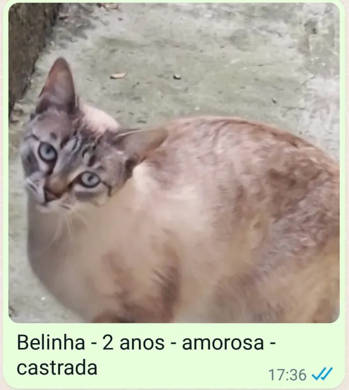 Gato ra a SRD idade 2 anos nome Belinha 