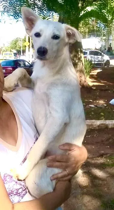 Cachorro ra a Indefinida  idade 7 a 11 meses nome Sem nome