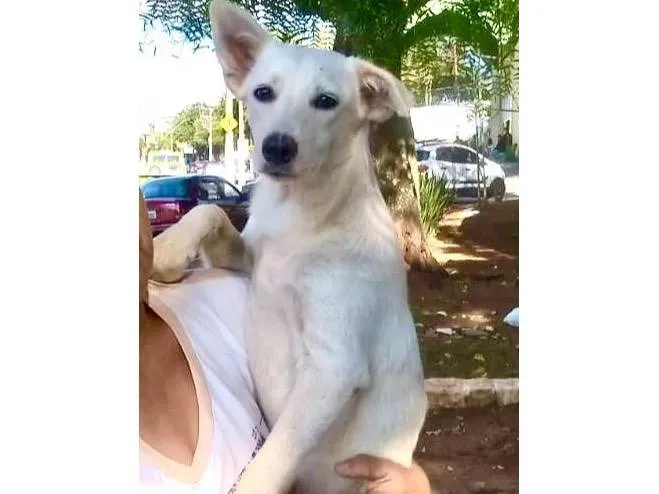 Cachorro ra a Indefinida  idade 7 a 11 meses nome Sem nome