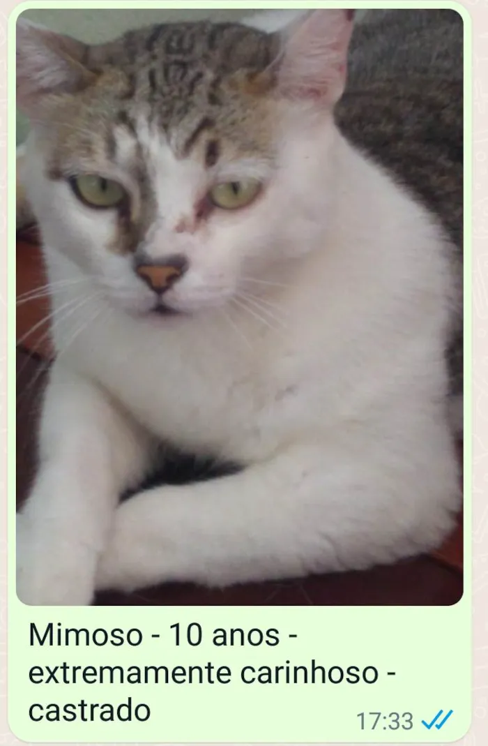 Gato ra a SRD idade 6 ou mais anos nome Mimoso 