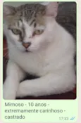 Mimoso
