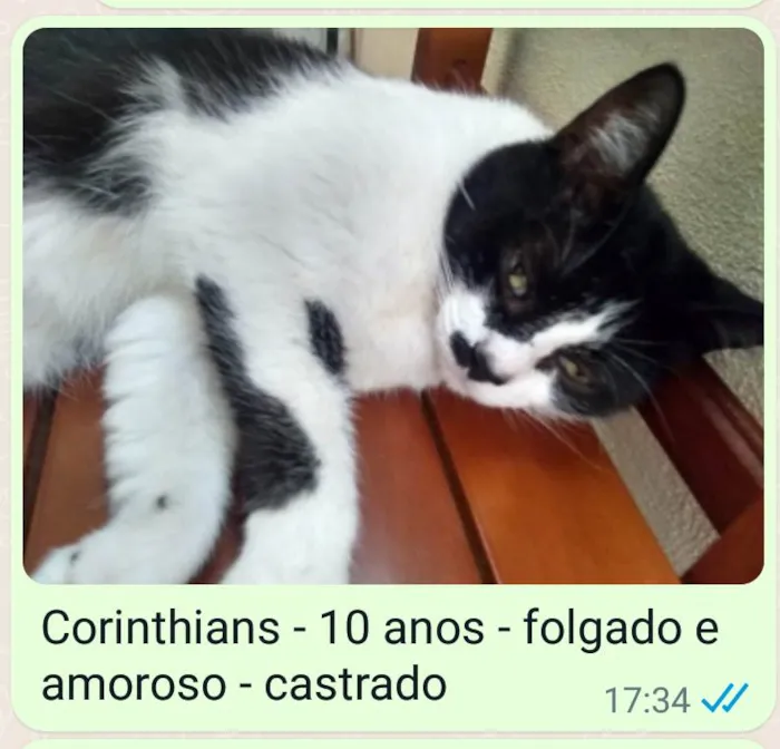 Gato ra a SRD idade 6 ou mais anos nome Corinthians 
