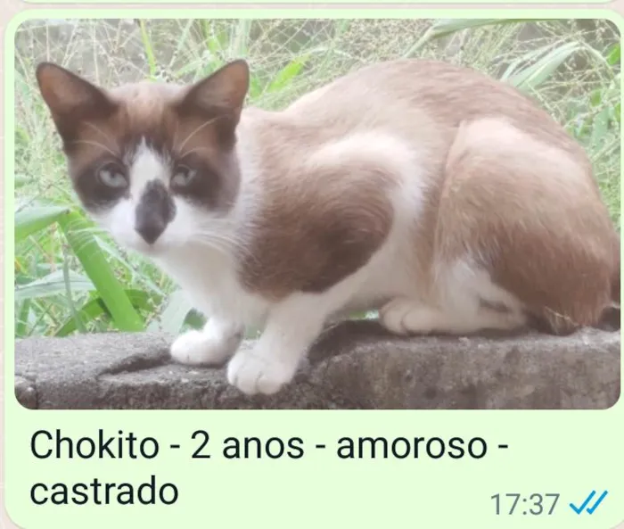 Gato ra a SRD idade 2 anos nome Chokito 