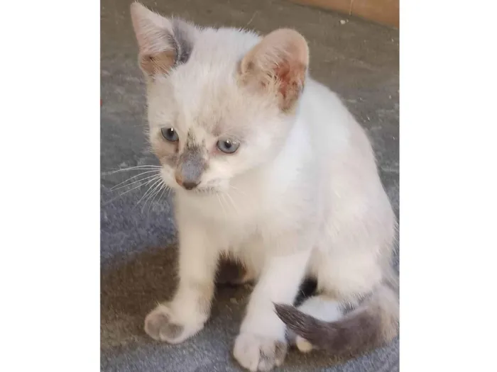 Gato ra a SRD-ViraLata idade 2 a 6 meses nome Sem nome 09