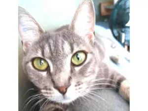 Gato raça srd tigradinha  idade 2 anos nome ADELLY