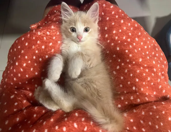 Gato ra a SRD idade 2 a 6 meses nome TOFU