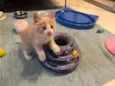 TOFU