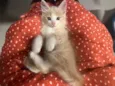 TOFU