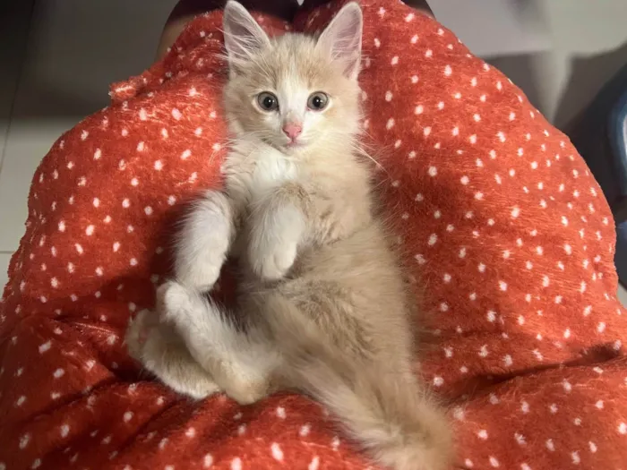 Gato ra a SRD idade 2 a 6 meses nome TOFU