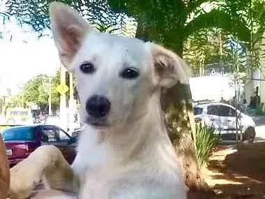 Cachorro ra a Indefinida  idade 7 a 11 meses nome Sem nome