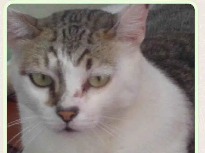 Gato ra a SRD idade 6 ou mais anos nome Mimoso 