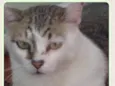 Mimoso