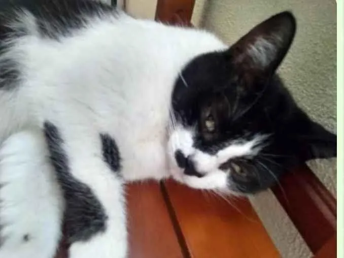 Gato ra a SRD idade 6 ou mais anos nome Corinthians 