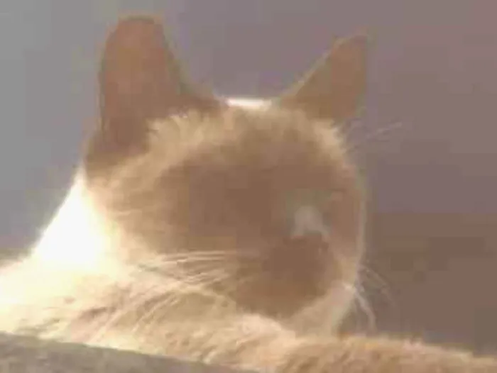 Gato ra a SRD  idade 6 ou mais anos nome Marrom 