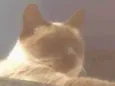 Marrom