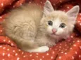 TOFU