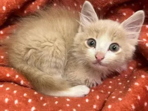 Gato raça SRD idade 2 a 6 meses nome TOFU