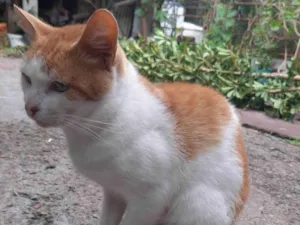 Gato raça SRD-ViraLata idade 1 ano nome ALEMÃAO