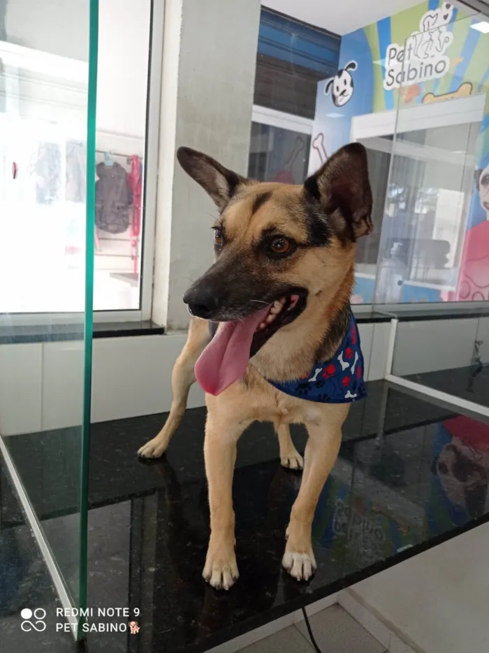 Cachorro ra a SRD-ViraLata idade 2 anos nome Tan