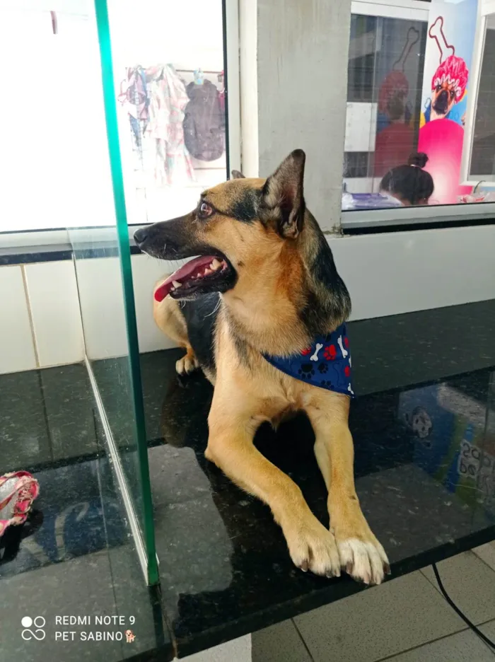 Cachorro ra a SRD-ViraLata idade 2 anos nome Tan