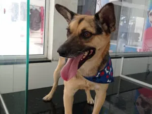 Cachorro raça SRD-ViraLata idade 2 anos nome Tan