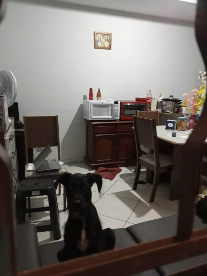 Cachorro ra a SRD-ViraLata idade 7 a 11 meses nome Lilica