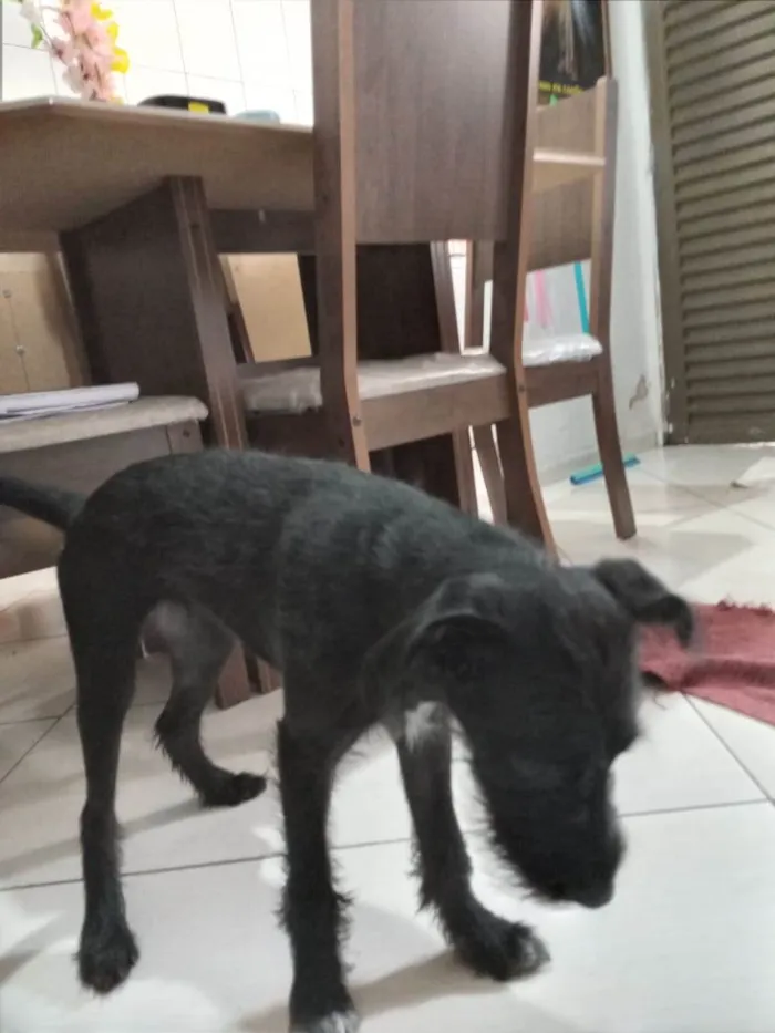 Cachorro ra a SRD-ViraLata idade 7 a 11 meses nome Lilica