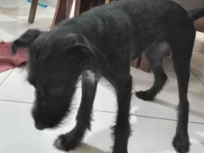 Cachorro ra a SRD-ViraLata idade 7 a 11 meses nome Lilica