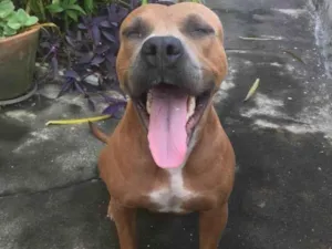 Cachorro raça Pit-Bull idade 1 ano nome Sasha