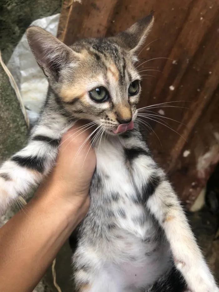 Gato ra a SRD-ViraLata idade 2 a 6 meses nome 3 irmãos 