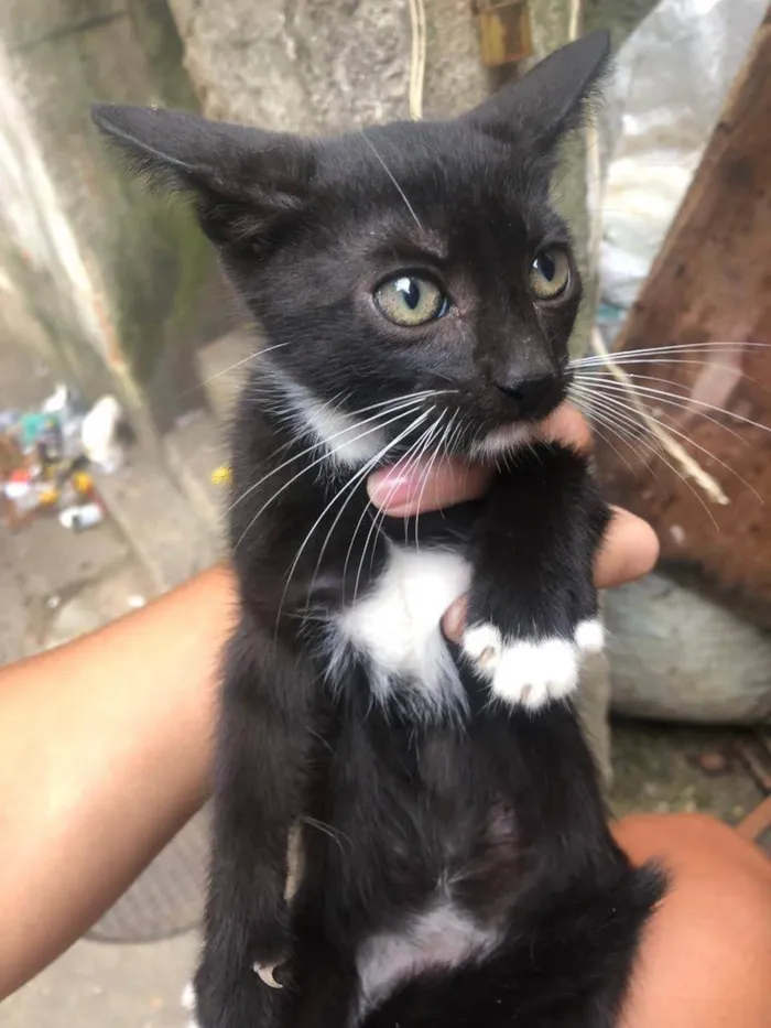 Gato ra a SRD-ViraLata idade 2 a 6 meses nome 3 irmãos 