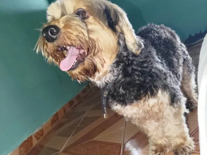 Cachorro raça Yorkshire  idade 2 anos nome Tingo